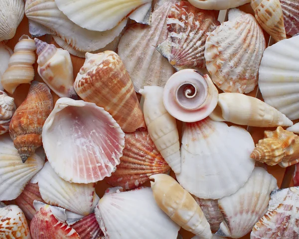 Variety of colorful sea shells closeup