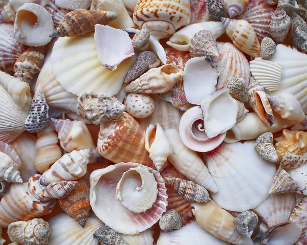 Variety of colorful sea shells closeup — Stock Photo, Image