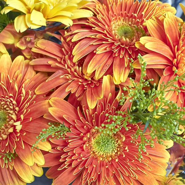 Gerber marguerites bouquet, fond floral — Photo