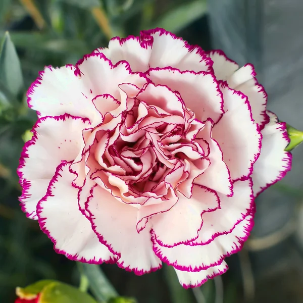 Flor de cravo roxo branco — Fotografia de Stock