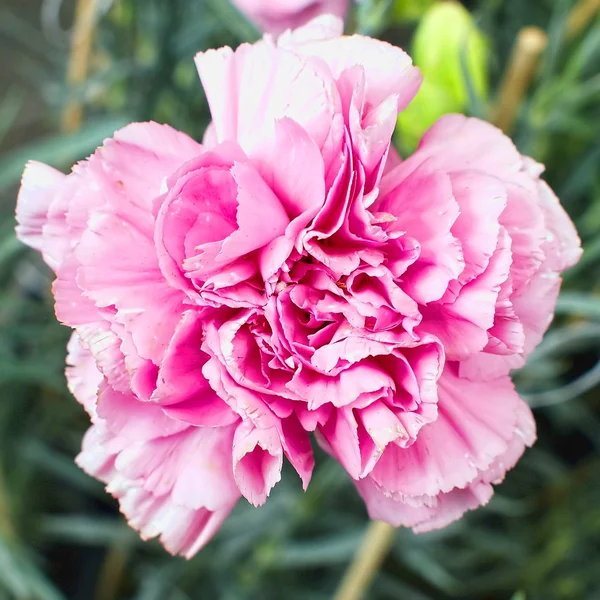 Рожевий гвоздики квітка — стокове фото