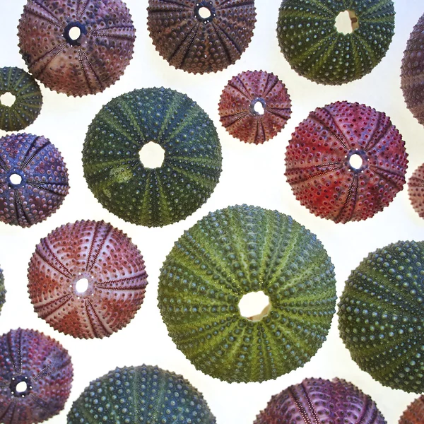 Különböző színes tengeri sünök — Stock Fotó