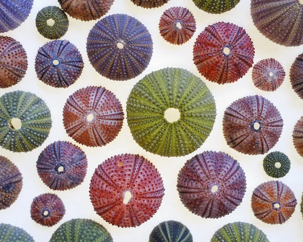 Variety of colorful sea urchins — Stock Photo, Image