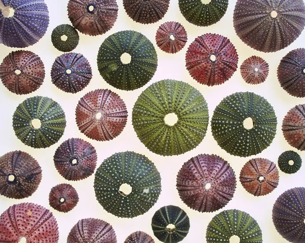Verscheidenheid van kleurrijke zee-egels — Stockfoto