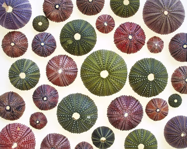 Variedad de erizos de mar coloridos — Foto de Stock