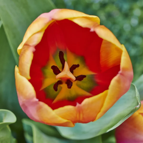 Kleurrijke tulip close-up — Stockfoto