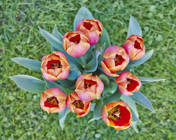 Kytice barevné tulipány — Stock fotografie