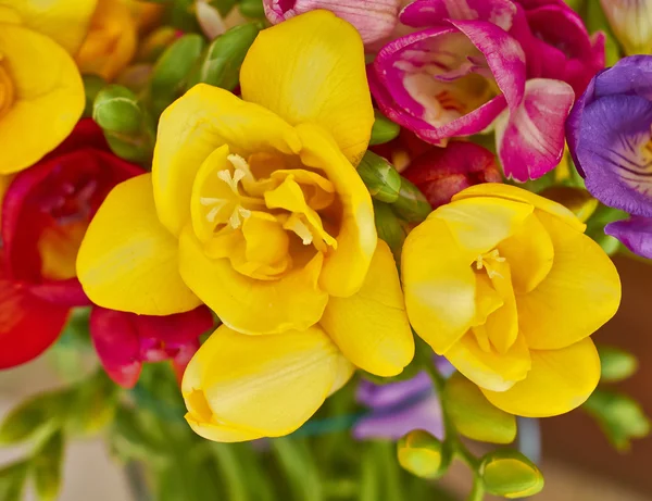 Yellow freesia closup — Stock Photo, Image