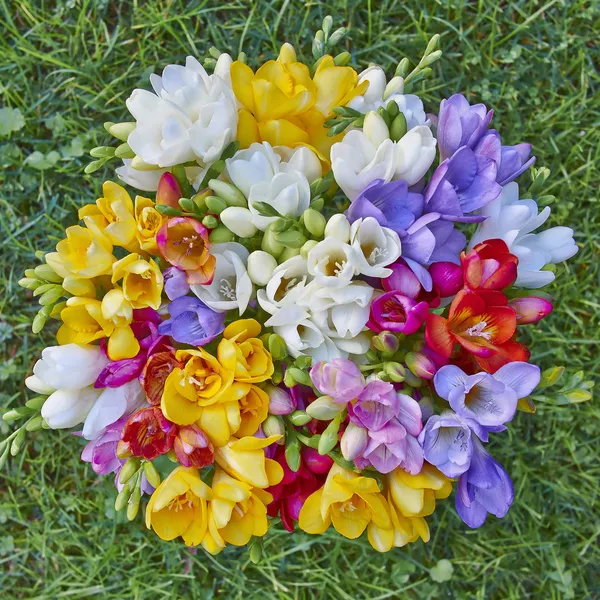 Variety of colorful freesias — Stock Photo, Image