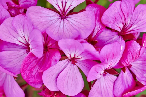 Tmavě růžová pelargonie — Stock fotografie