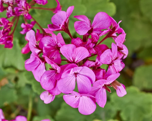 Donker roze geraniums — Stockfoto