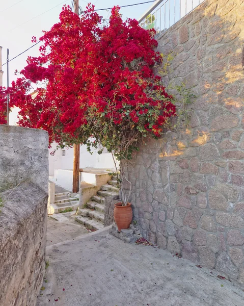 Red bougainvillea in mediterranean village street — Stockfoto