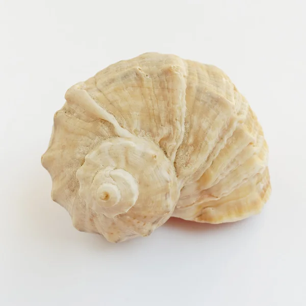 Spiral shaped sea shell on white — Stock Photo, Image