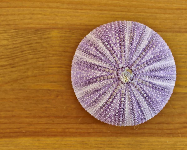 Sea urchin on natural wood closeup — Stock Photo, Image