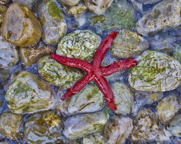 Red seastar on pebbles beach — Stock Photo, Image