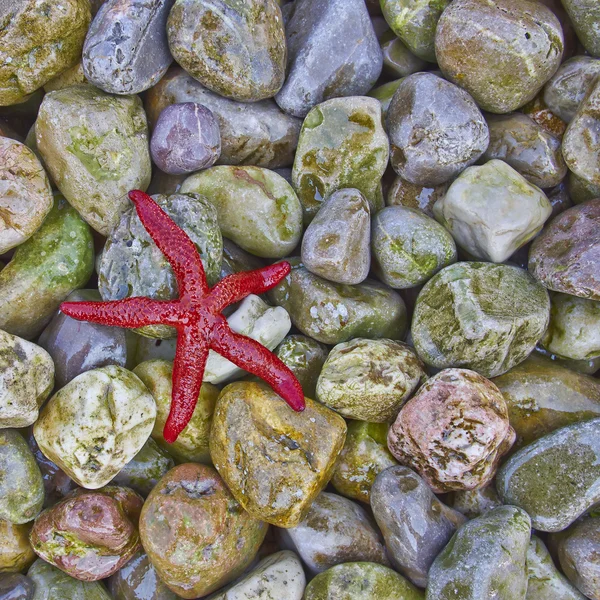 Red seastar on pebbles beach — Stock Photo, Image