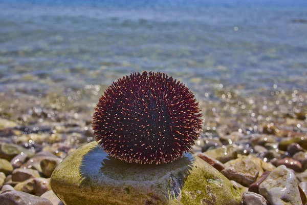 Sea urchin on pebble — Stock Photo, Image