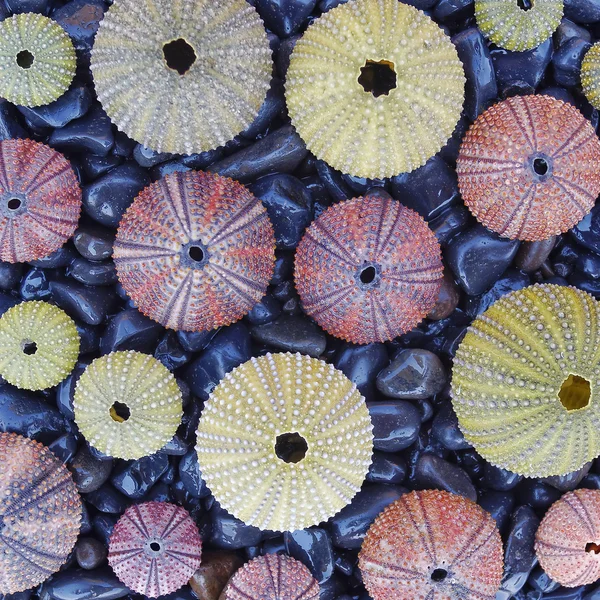 Colorful sea urchins on black pebbles — Stock Photo, Image