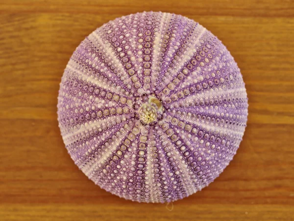 Seaurchin Nahaufnahme — Stockfoto