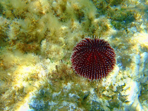 Mar Urchin no mar — Fotografia de Stock