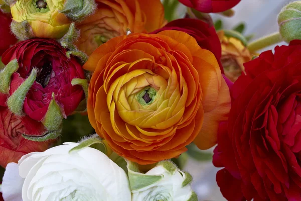 Orange buttercup flower closeup — Stock Photo, Image