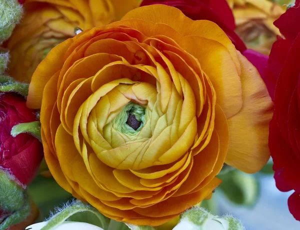 Closeup květina oranžová Pryskyřník — Stock fotografie