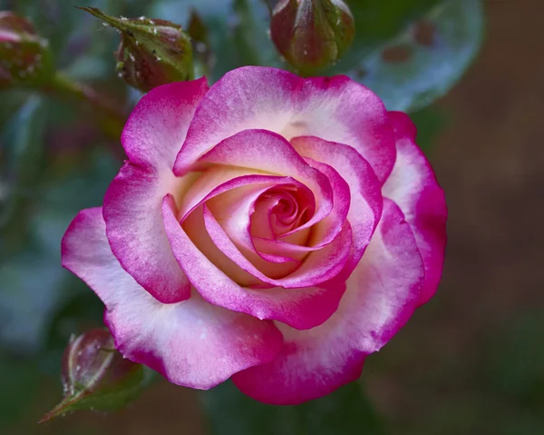 Rózsaszín rózsa virág közelkép — Stock Fotó