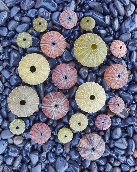 Colorful sea urchins on black pebbles beach — Stock Photo, Image