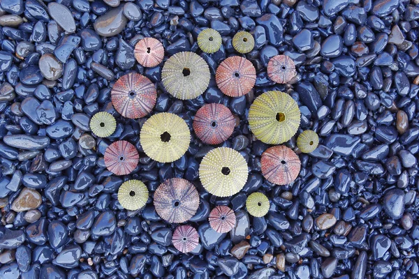 黒小石のビーチでカラフルなウニ — ストック写真