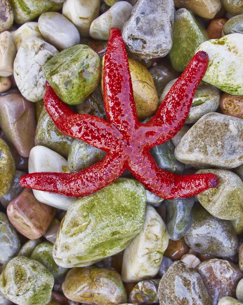Red seastar on colorful pebbles — Stock Photo, Image