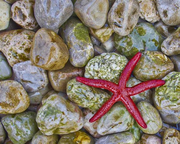 Red seastar on colorful pebbles — Stock Photo, Image