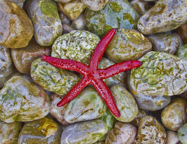 Red seastar on colorful pebbles — Stock Photo, Image