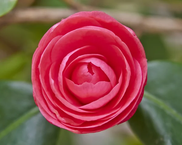 Fleur de camélia rouge — Photo