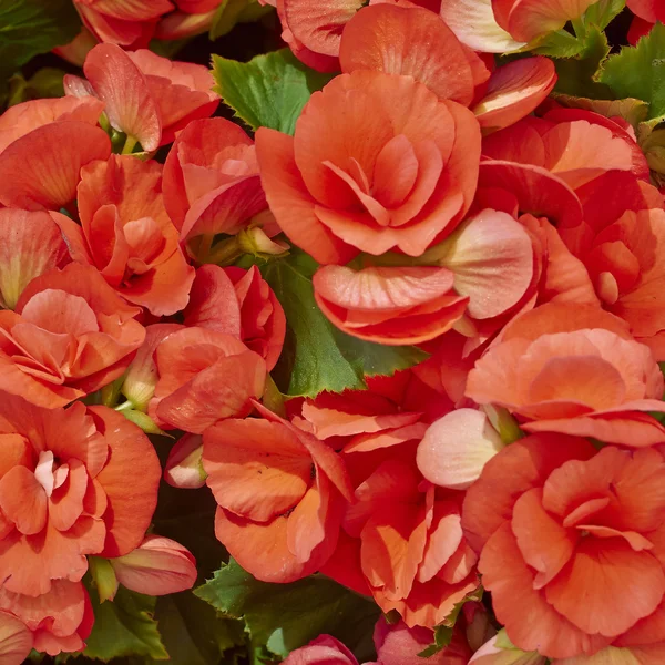 Flores de begonia naranja — Foto de Stock
