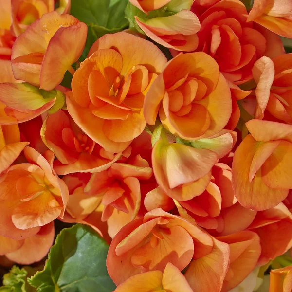 Oranje begonia bloemen — Stockfoto