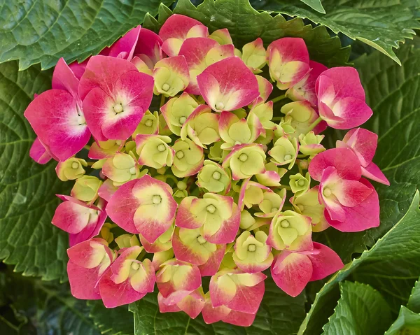 Ορτένσια φυσικό μπουκέτο με λουλούδια — Φωτογραφία Αρχείου