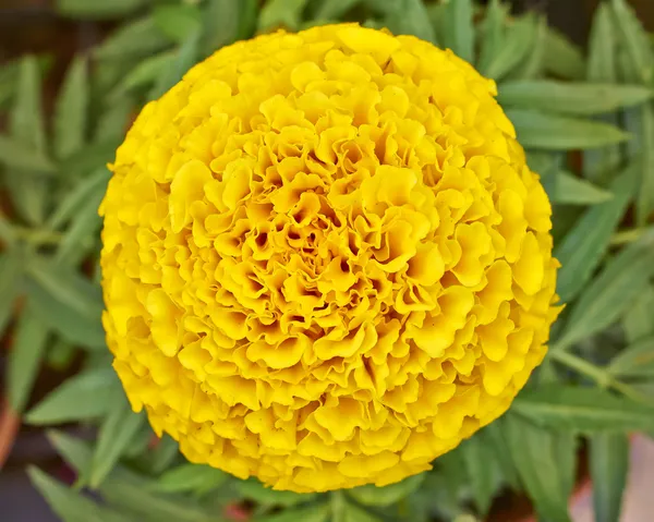 Marigold λουλούδι closeup — Φωτογραφία Αρχείου