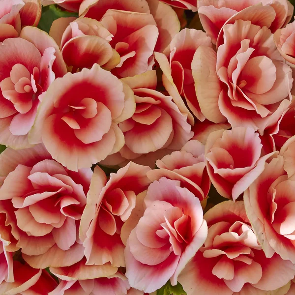Begonia růžové květy — Stock fotografie