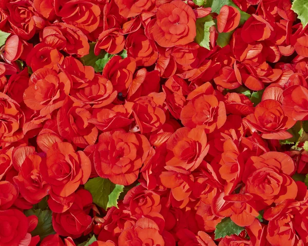 Kırmızı begonia çiçek — Stok fotoğraf