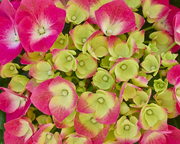 Hortensia flowers bouquet — Stock Photo, Image