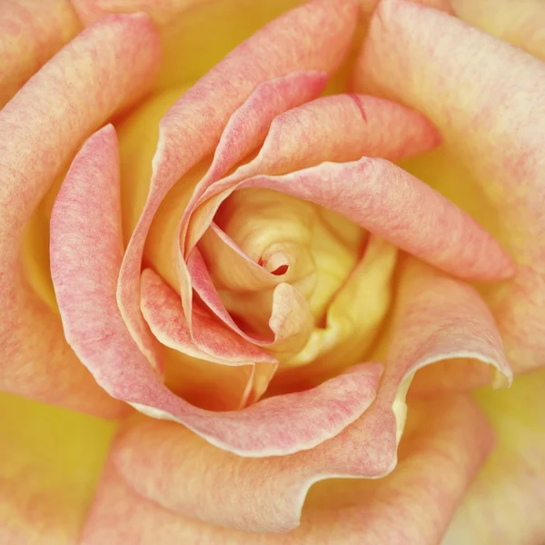 Rosa naranja primer plano — Foto de Stock