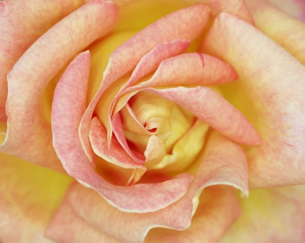 Růže closeup, romantické pozadí — Stock fotografie