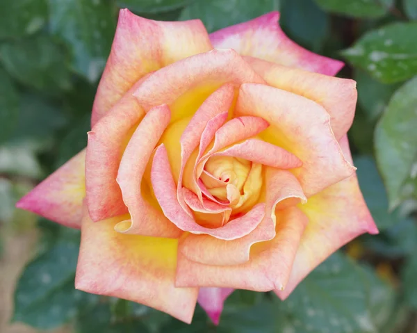 Rose closeup, romantic background — Stock Photo, Image