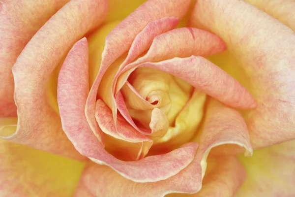 Orange rose closeup — Stock Photo, Image