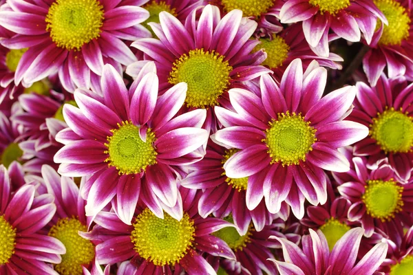 Violet white colored chrysanthemums — Stock Photo, Image