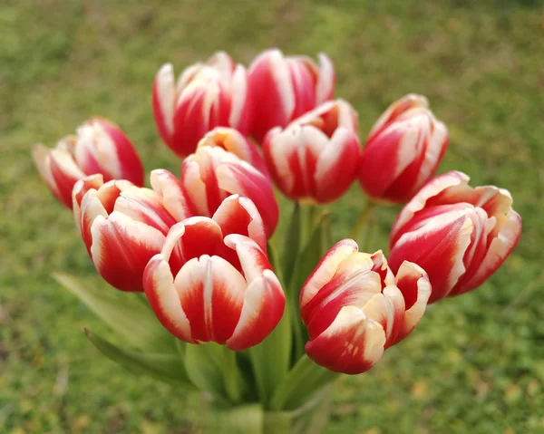 Buquê de tulipas brancas vermelhas — Fotografia de Stock