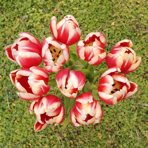 Kytice červené bílé tulipány — Stock fotografie