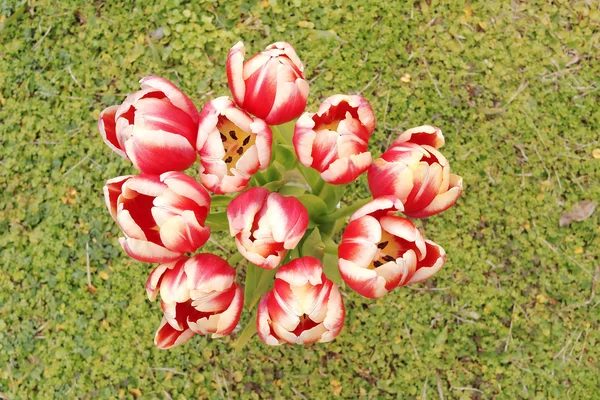 Buquê de tulipas brancas vermelhas — Fotografia de Stock