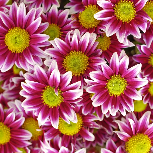 Violet white colored chrysanthemums — Stock Photo, Image