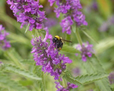 Bumblebee on violet colored flower clipart